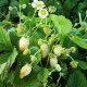 Jahodník měsíční Yellow Wonder - Fragaria vesca - semena jahodníku - 200 ks