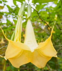 Durman metelový žlutý - Datura metel - semena durmanu - 5 ks