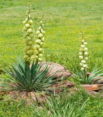 Juka glauca - Yucca glauca - semena juky - 5 ks