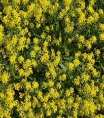 Boryt barvířský - Isatis tinctoria - semena borytu - 8 ks