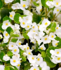 Begonie Super Olympia bílá F1 - Begonia semperflorens - semena begónie - 20 ks