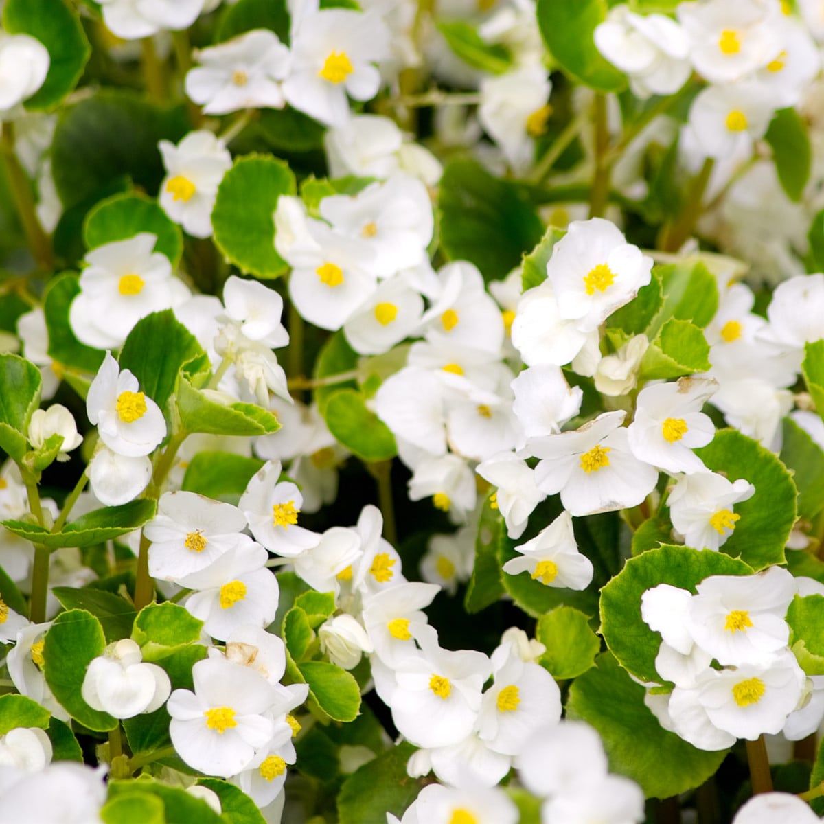 Begonie Super Olympia bílá F1 - Begonia semperflorens - semena begónie - 20 ks
