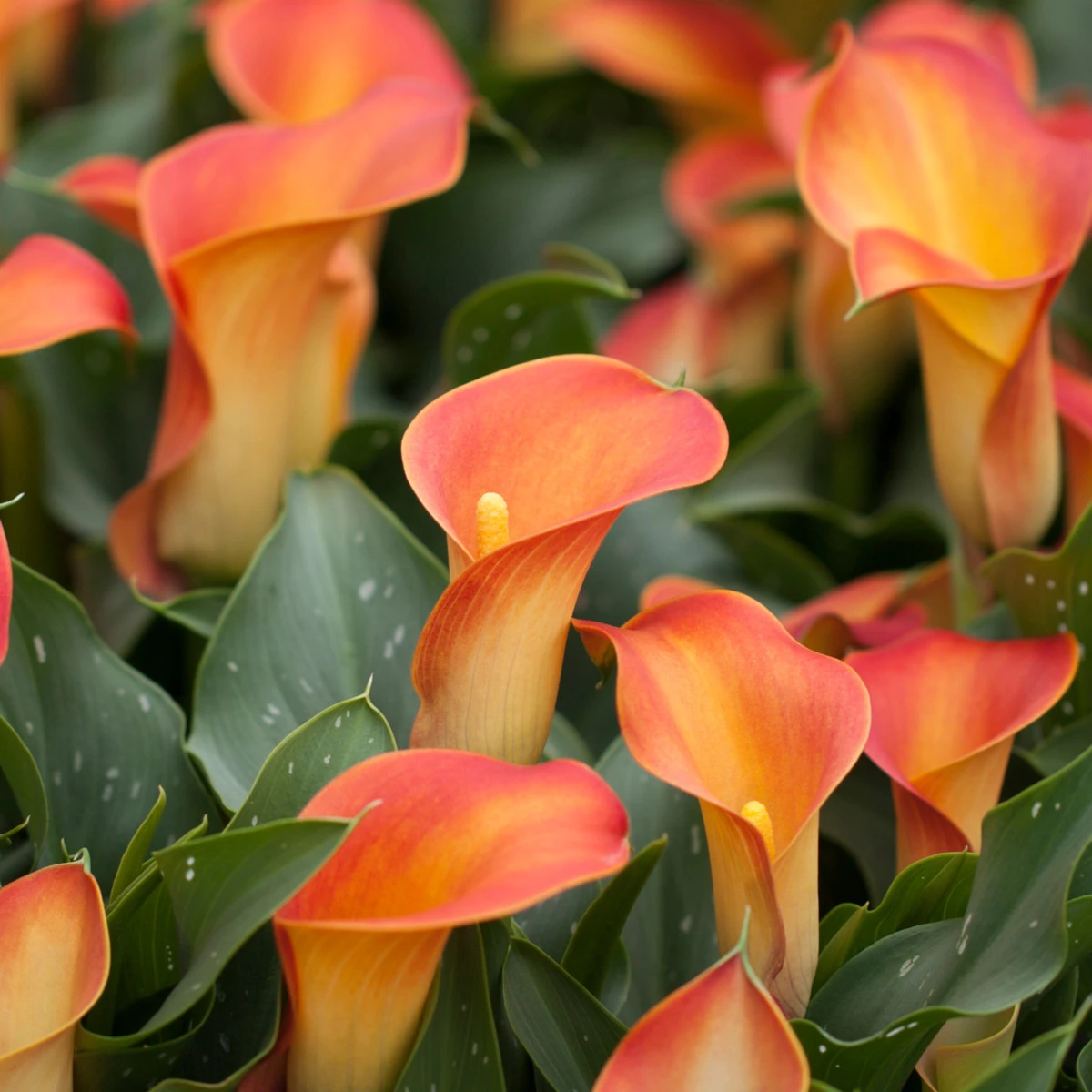 Kala Cameo - Zantedeschia - hlízy kaly - 1 ks