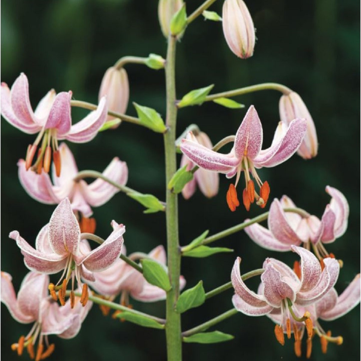 Lilie zlatohlavá Pink Morning - Lilium martagon - cibule lilie - 1 ks