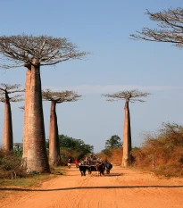 Baobab Za - Adansonia za - semena baobabu - 3 ks