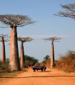 Baobab Za - Adansonia za - semena baobabu - 3 ks
