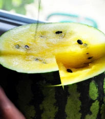 BIO Meloun cukrový Early Moonbeam - Citrullus lanatus - bio semena melounu - 6 ks