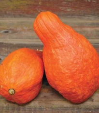 Tykev Boston Marrow - Cucurbita maxima - semena tykve - 8 ks