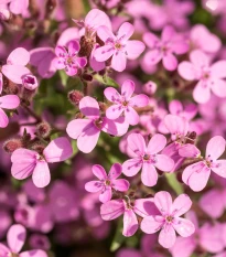 Mydlice bazalkovitá - Saponaria ocymoides - semena mydlice - 25 ks