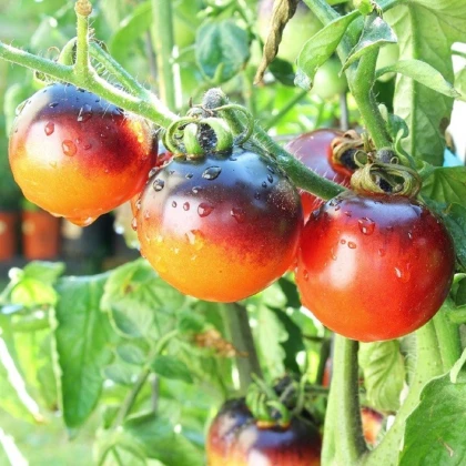 Rajče Indigo Rose - Solanum lycopersicum - semena rajčete - 7 ks