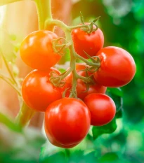 Rajče Tamina - Solanum lycopersicum - semena rajčete - 20 ks