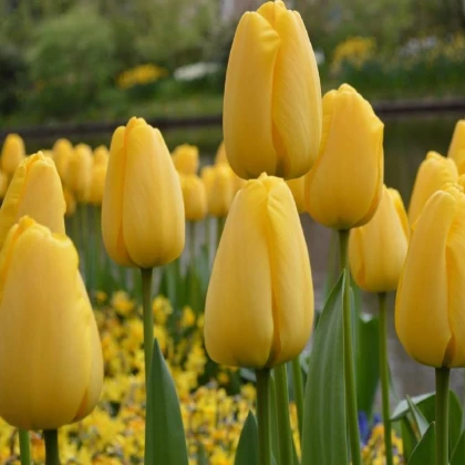Tulipán Candela - Tulipa - cibule tulipánu - 3 ks