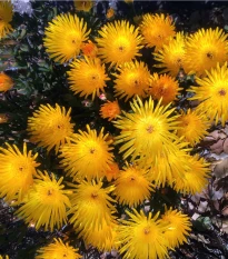 Lampranthus žlutý - Lampranthus glaucus - semena lampranthus - 10 ks