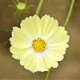 Krásenka žlutá Xanthos - Cosmos bipinnatus - semena krásenky - 20 ks