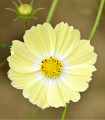Krásenka žlutá Xanthos - Cosmos bipinnatus - semena krásenky - 20 ks