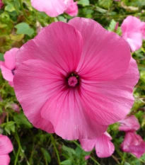 Slézovec tříměsíční Regis Ruby - Lavatara trimestris - semena slézovce - 50 ks