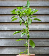 BIO Chilli Pimientos De Padron - Capsicum annuum - bio semena chilli - 7 ks