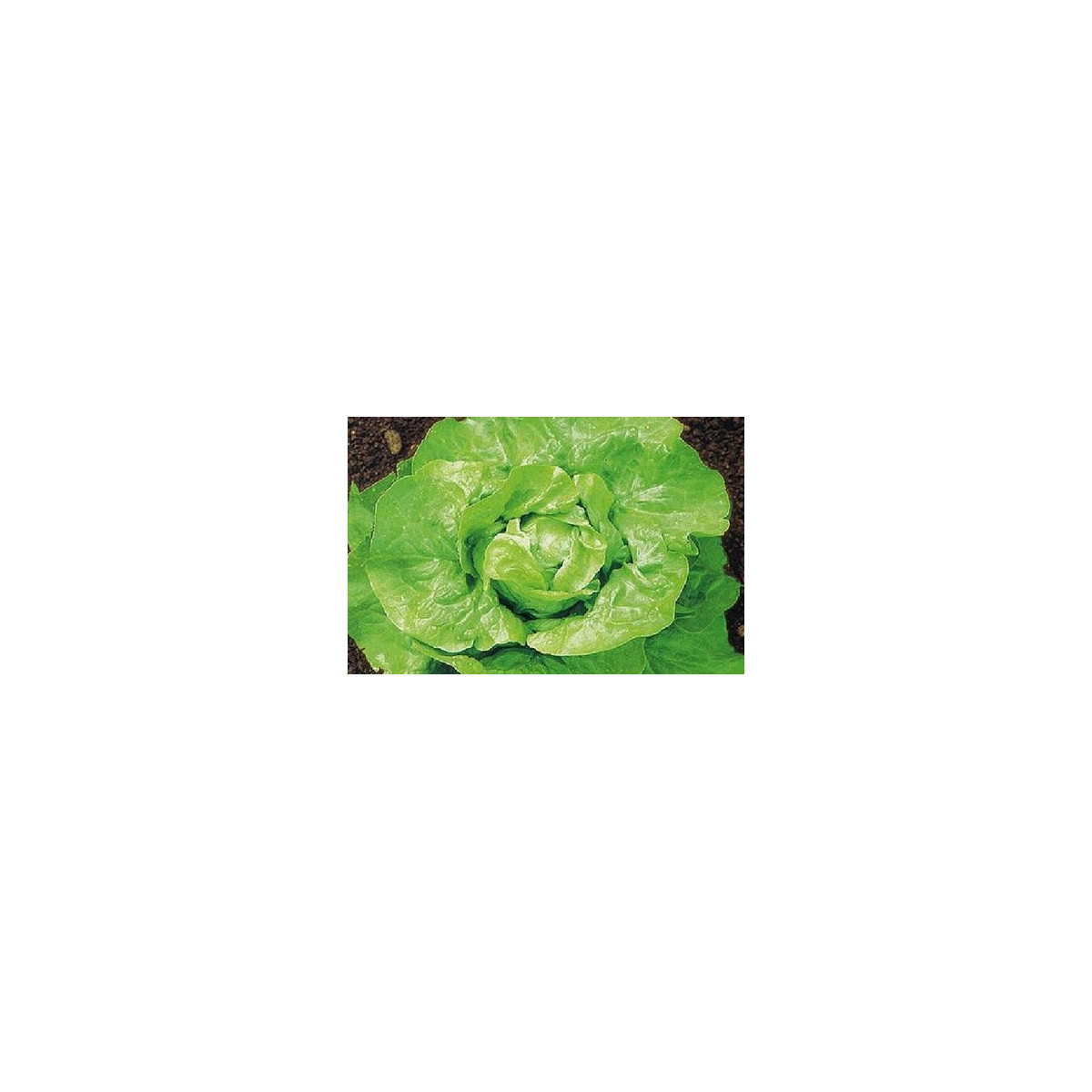 Salát hlávkový k rychlení - Lactusa sativa - semena salátu - 300 ks