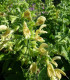 Šalvěj žlutá lepkavá - Salvia glutinosa - semena šalvěje - 20 ks