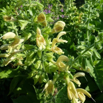 Šalvěj žlutá lepkavá - Salvia glutinosa - semena šalvěje - 20 ks
