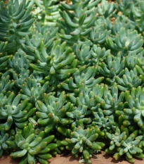 Rozchodník španělský - Sedum hispanicum - semena rozchodníku - 100 ks