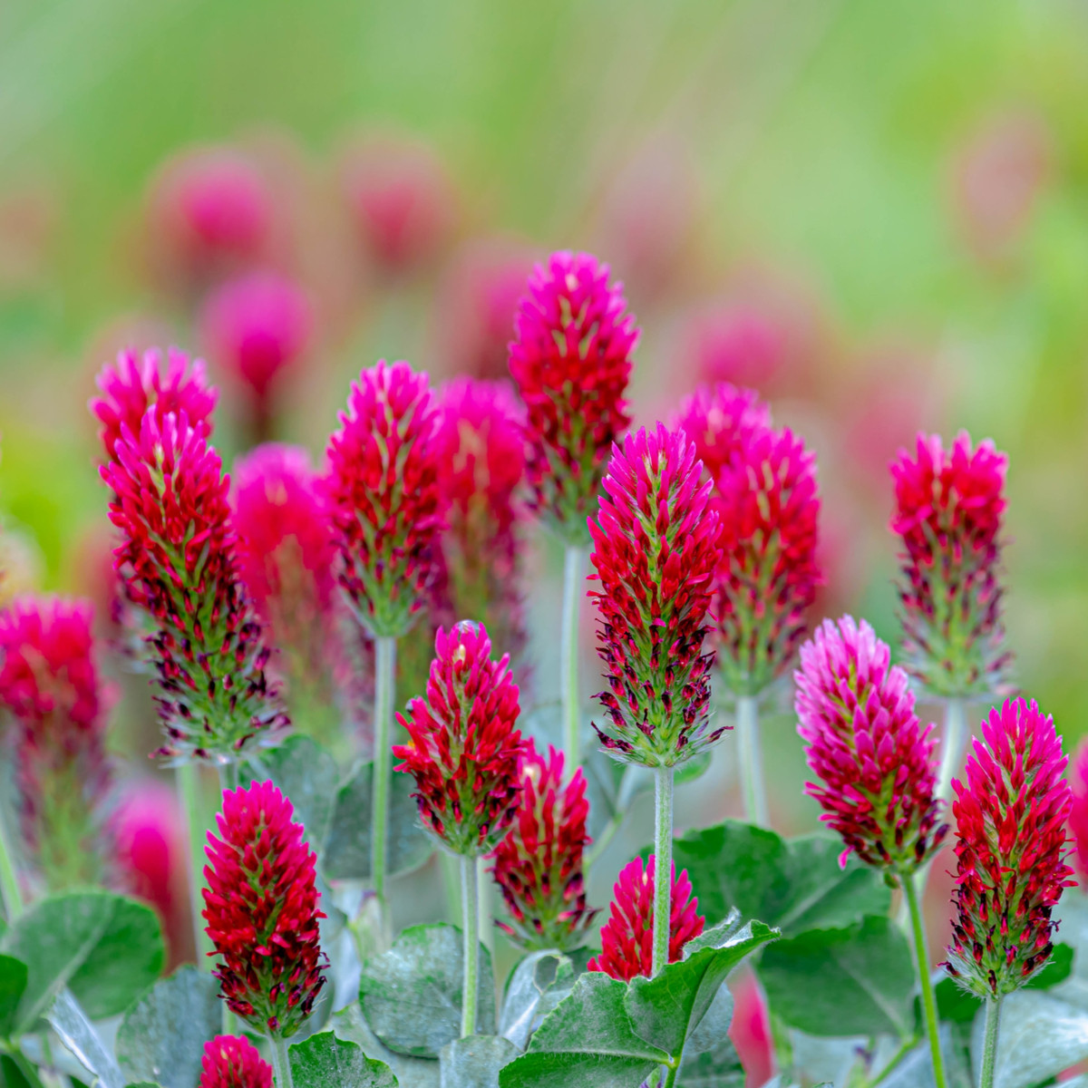 Jetel červenavý - Trifolium rubens - semena jetele - 50 ks