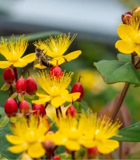 Třezalka bobulovitá - Hypericum androsaemum - semena třezalky - 0,08 g