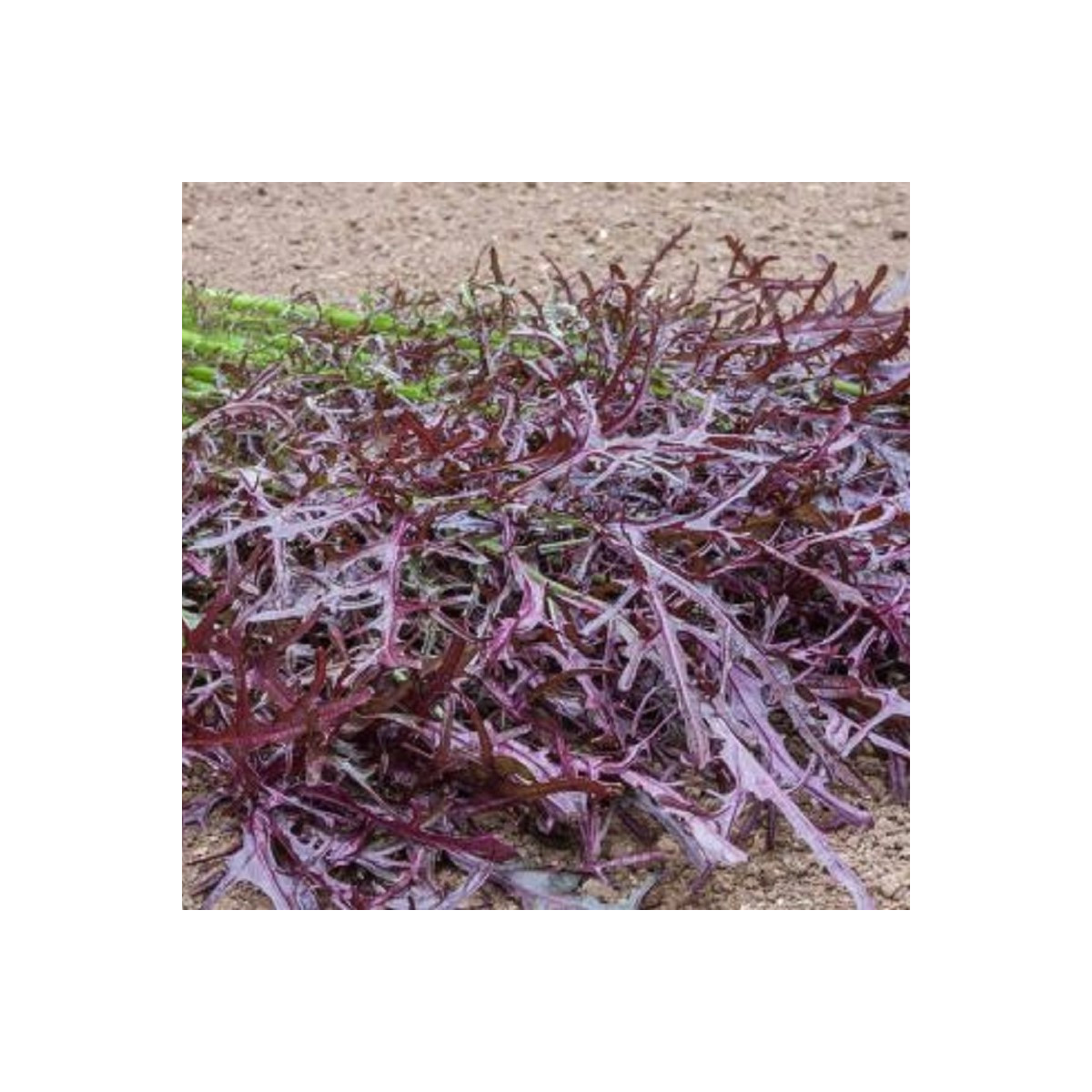 Hořčice Moutarde Rouge Metis - Brassica juncea - semena hořčice - 100 ks