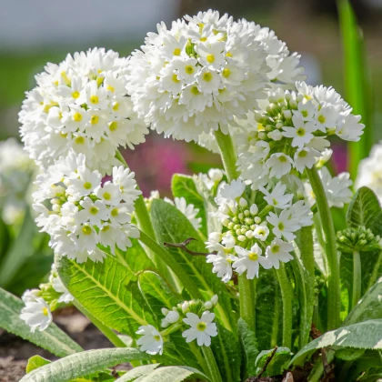 Prvosenka zoubkatá Nepálská směs - Primula denticulata - semena prvosenky - 300 ks