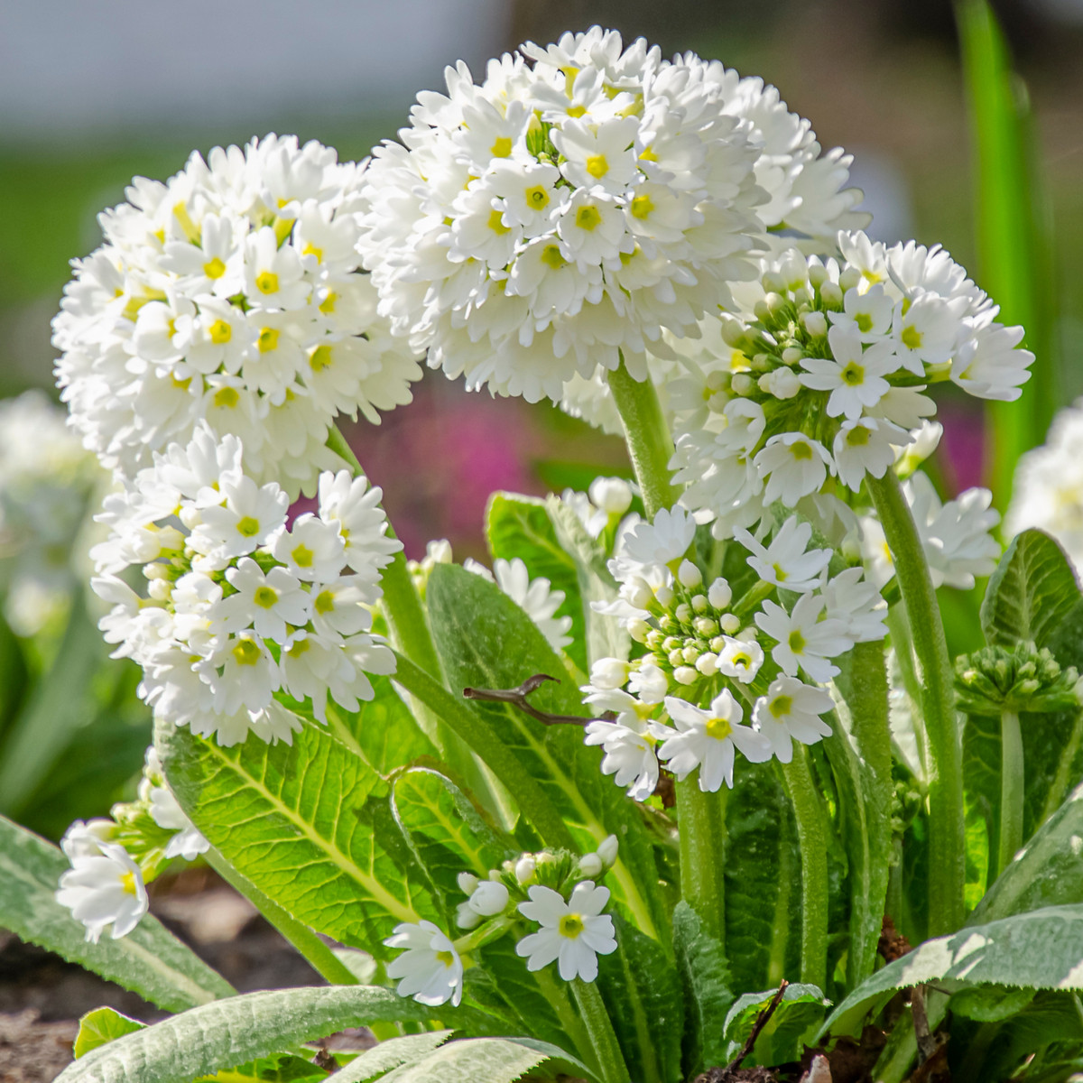 Prvosenka zoubkatá Nepálská směs - Primula denticulata - semena prvosenky - 300 ks
