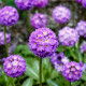 Prvosenka zoubkatá Nepálská směs - Primula denticulata - semena prvosenky - 0,02 g