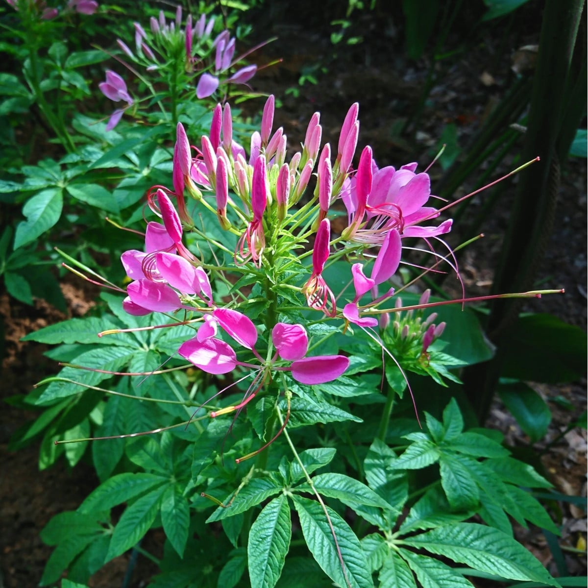 Luštěnice trnitá - Cleome hassleriana - semena luštěnice - 10 ks
