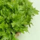 BIO Hořčice Wasabina - Brassica juncea - bio semena hořčice - 100 ks