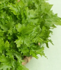 BIO Hořčice Wasabina - Brassica juncea - bio semena hořčice - 100 ks