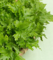 BIO Hořčice Wasabina - Brassica juncea - bio semena hořčice - 100 ks