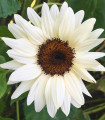 Slunečnice Pro Cut White & Black F1 - Helianthus annuus - semena slunečnice - 8 ks