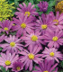 Sasanka vábná Violet Star - Anemone blanda - hlízy sasanky - 3 ks