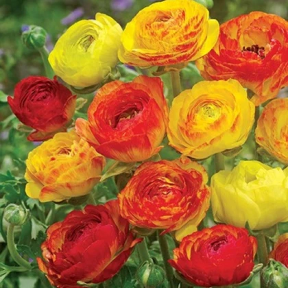 Pryskyřník plnokvětý Picotee oranžový - Ranunculus asiaticus - hlízy pryskyřníku - 3 ks