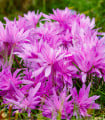 Ocún Waterlily - Colchicum - hlízy ocúnu - 1 ks