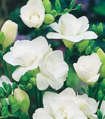 Frézie plnokvětá bílá - Freesia - hlízy frézie - 3 ks