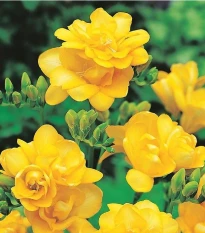 Frézie plnokvětá žlutá - Freesia - hlízy frézie - 3 ks