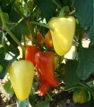 Paprika Zlata - Capsicum annuum - semena papriky - 30 ks