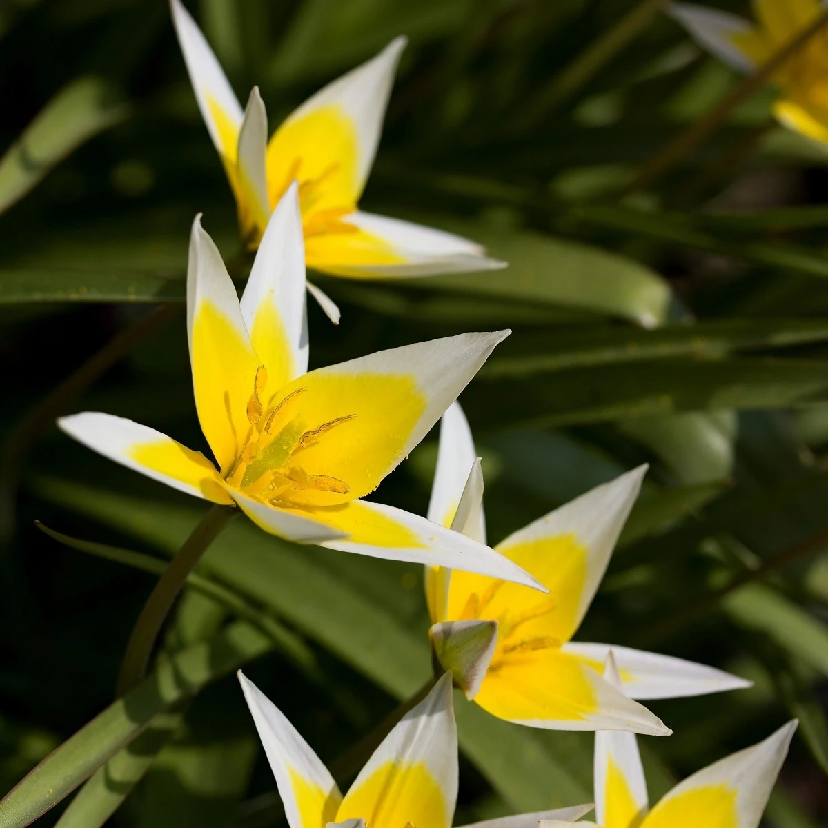 Tulipán pozdní Tarda - Tulipa - cibule tulipánu - 3 ks