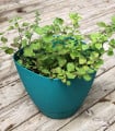 Řecké oregano - Origanum vulgare - semena oregana - 250 ks