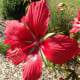 Ibišek šarlatový - Hibiscus coccineus - semena ibišku - 15 ks