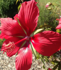 Ibišek šarlatový - Hibiscus coccineus - semena ibišku - 15 ks