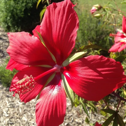 Ibišek šarlatový - Hibiscus coccineus - semena ibišku - 15 ks