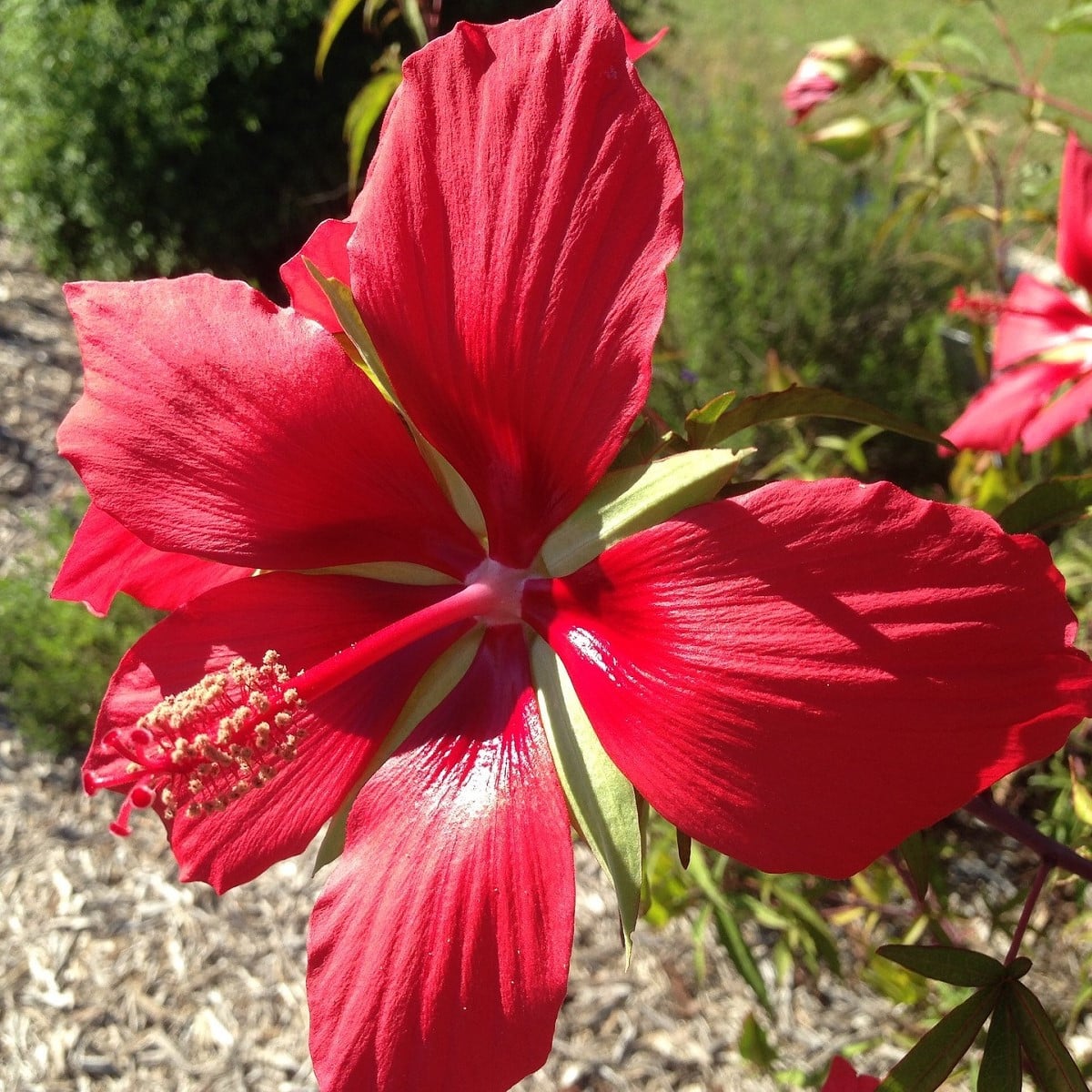 Ibišek šarlatový - Hibiscus coccineus - semena ibišku - 15 ks