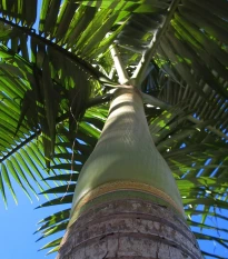 Palma vánoční - Adonidia merrillii - semena palmy - 2 ks