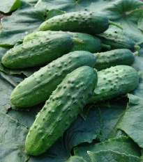 Okurka nakládačka Regina F1 - Cucumis sativus - semena okurky - 20 ks